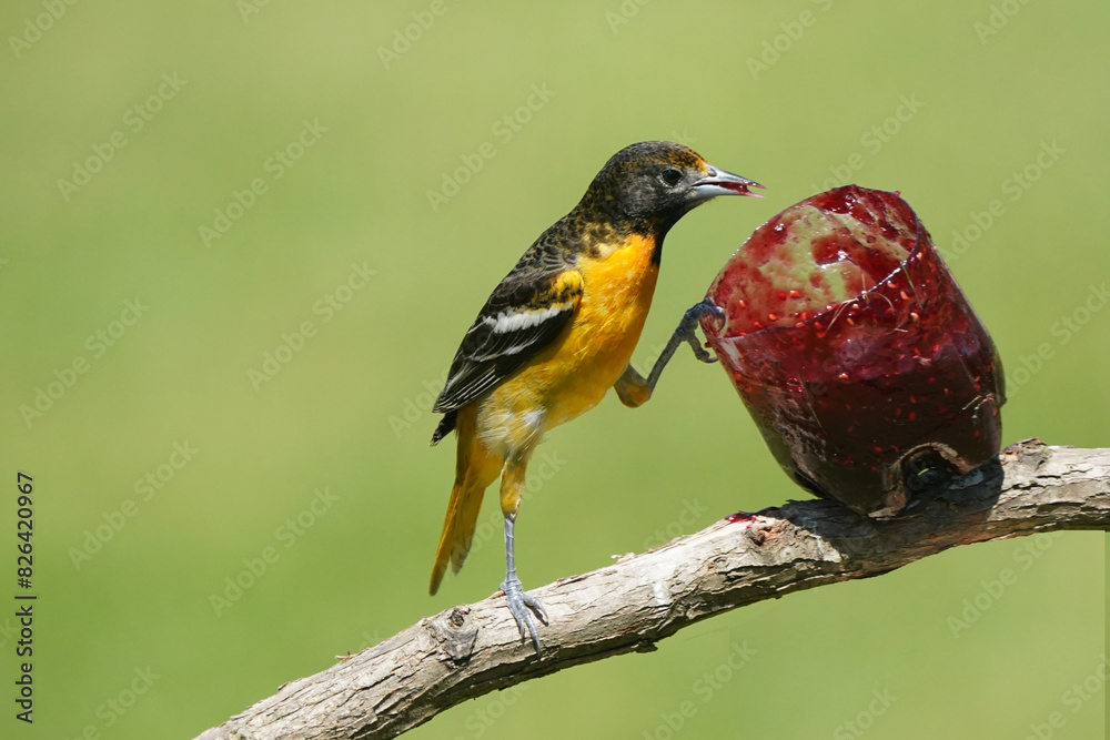Fototapeta premium Baltimore Orioles in Spring