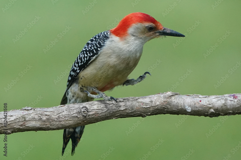 Red Bellied woodpecker on branch in spring