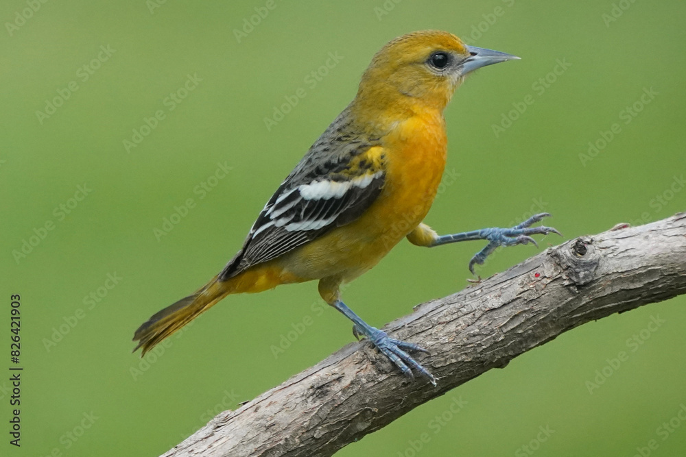Obraz premium Baltimore Orioles in Spring