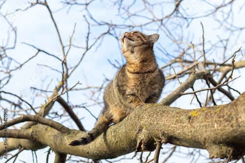 A brown cat on a tree looks up