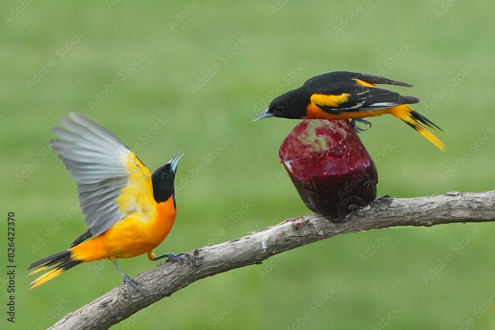 Fototapeta premium Baltimore Orioles in Spring