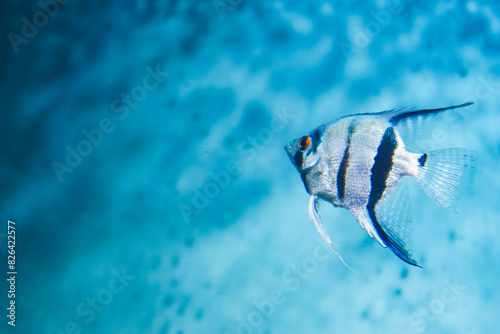 Discus, colorful cichlids in the aquarium, freshwater fish that lives in the Amazon basin. Colored, bright fish in the aquarium. A variety of marine fish.