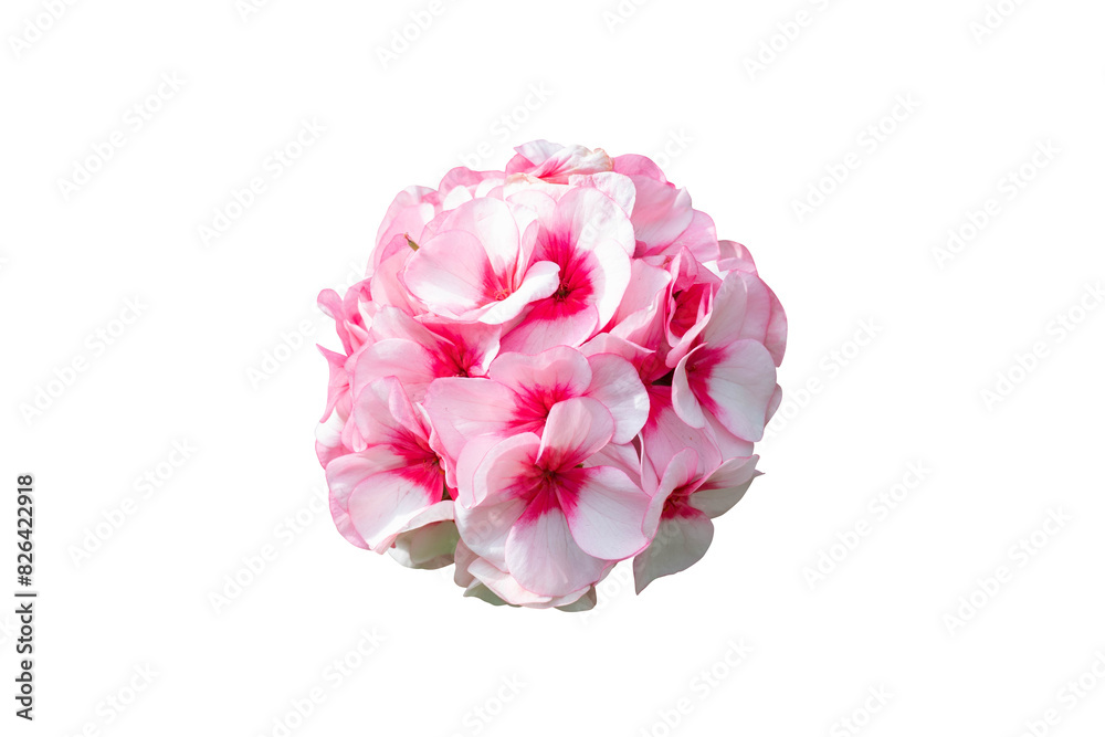 Pink flower head isolated Pink flower head isolated