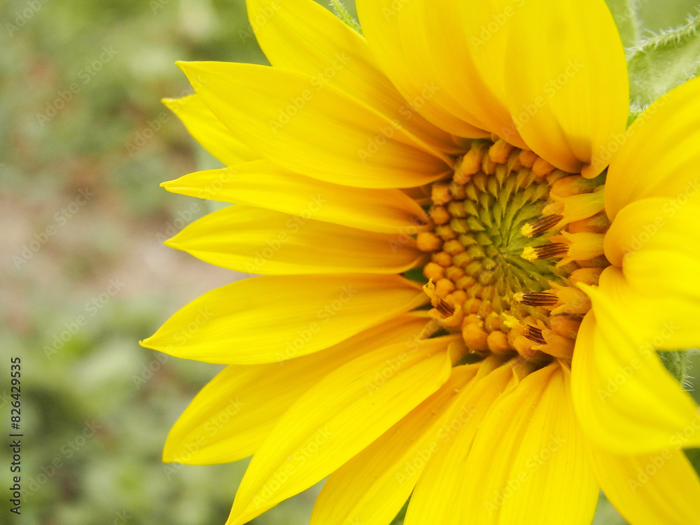 Girasole Girasole