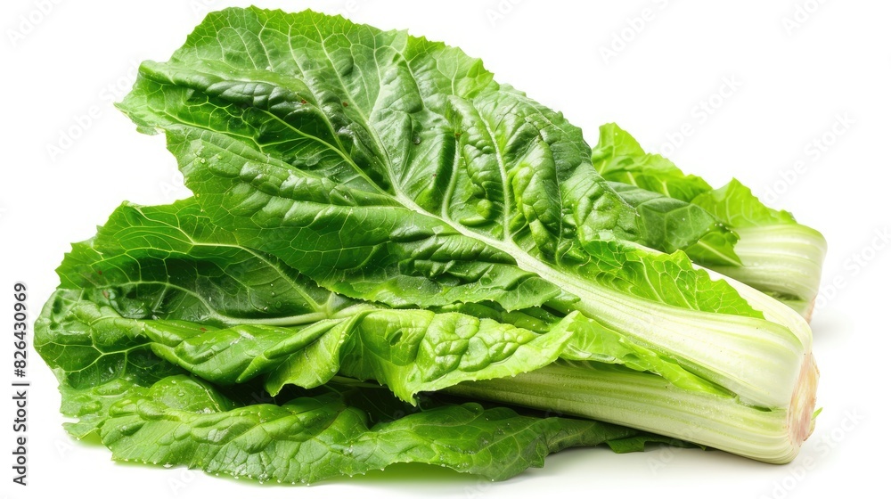 Fresh Romaine Lettuce on a White Background Fresh Romaine Lettuce on a White Background