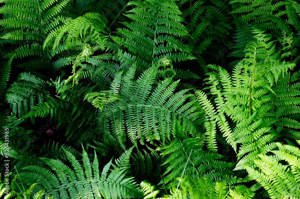 Background of ferns, photographed closely. Nature and plants.