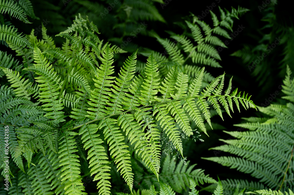 Background of ferns, photographed closely. Nature and plants.