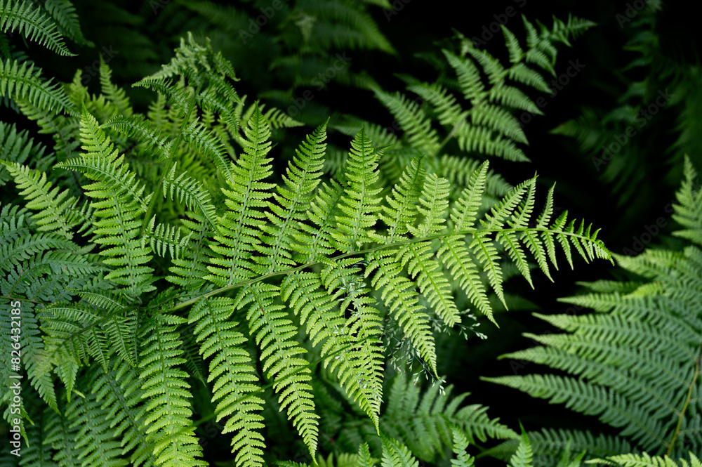 Background of ferns, photographed closely. Nature and plants. Background of ferns, photographed closely. Nature and plants.