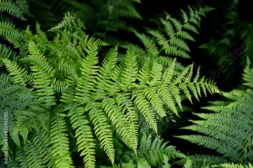 Background of ferns  photographed closely. Nature and plants.