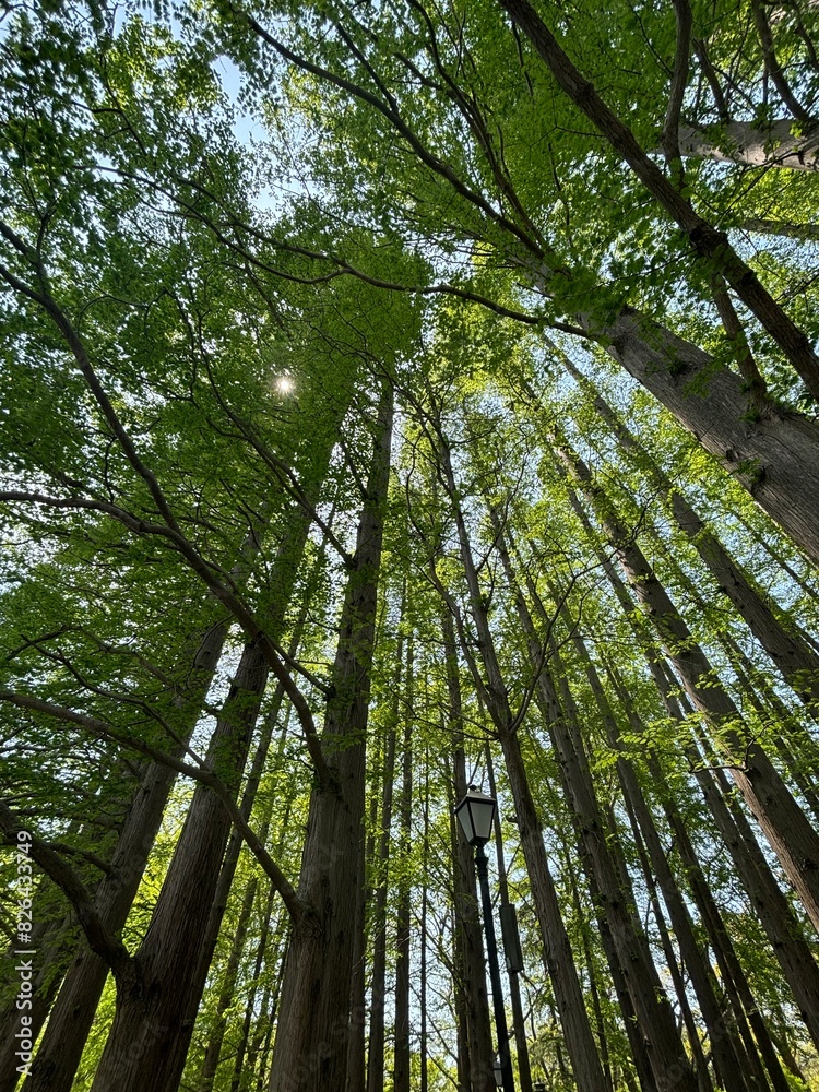 Fototapeta premium trees in the forest