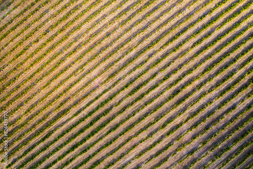 Aerial view of Grape Vine Rows in Barossa Valley, Tanunda, South Australia, Australia. photo