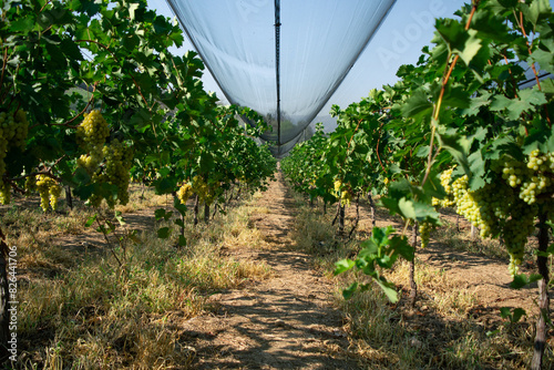 plano general de un viñedo, perspectiva de un viñedo