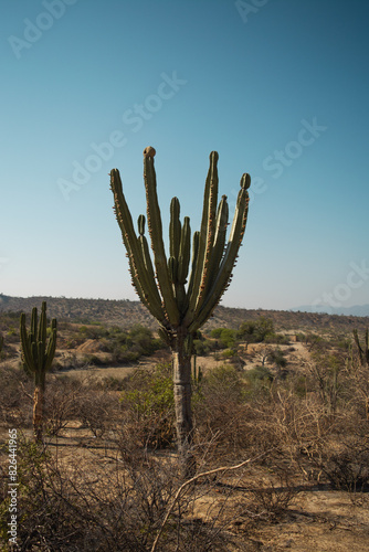 paisaje minimalista de desierto, cactus en medio simetria 