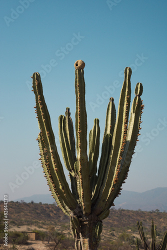 cactus en primer plano con nido de hornero en la punta 