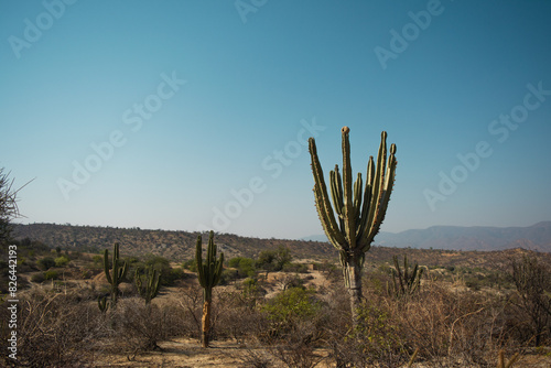 cactus con forma de arbol, nido de hornero en cactus, paisaje desierto arido y seco