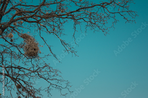 cielo despejado con ramas secas, figura y fondo minimalista