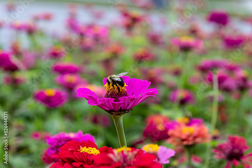 Vibrant pink zinnia flowers - bee collecting nectar - lush green backdrop. Taken in Toronto, Canada. photo