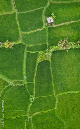 Aerial view of ricefields in Ubud Valley, Pejeng Kangin, Bali, Indonesia. photo