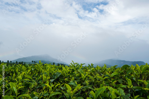 Tea Plantation in Munnar  Kerala  India