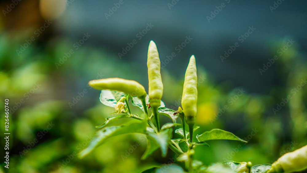 close up view of chili growing with blur background for copy space. close up view of chili growing with blur background for copy space.