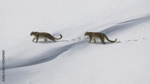 Aerial view of snow-covered landscape with two snow leopards, Kibber, Himachal Pradesh, India. photo