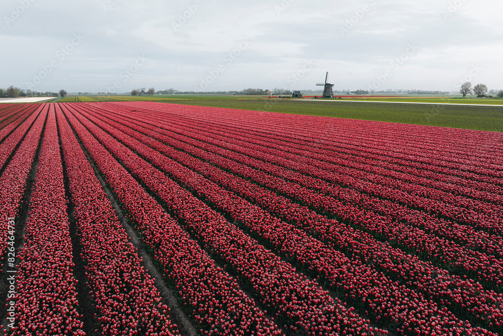 Aerial view of blooming tulip fields with windmill, Schagen, The Netherlands. Aerial view of blooming tulip fields with windmill, Schagen, The Netherlands.