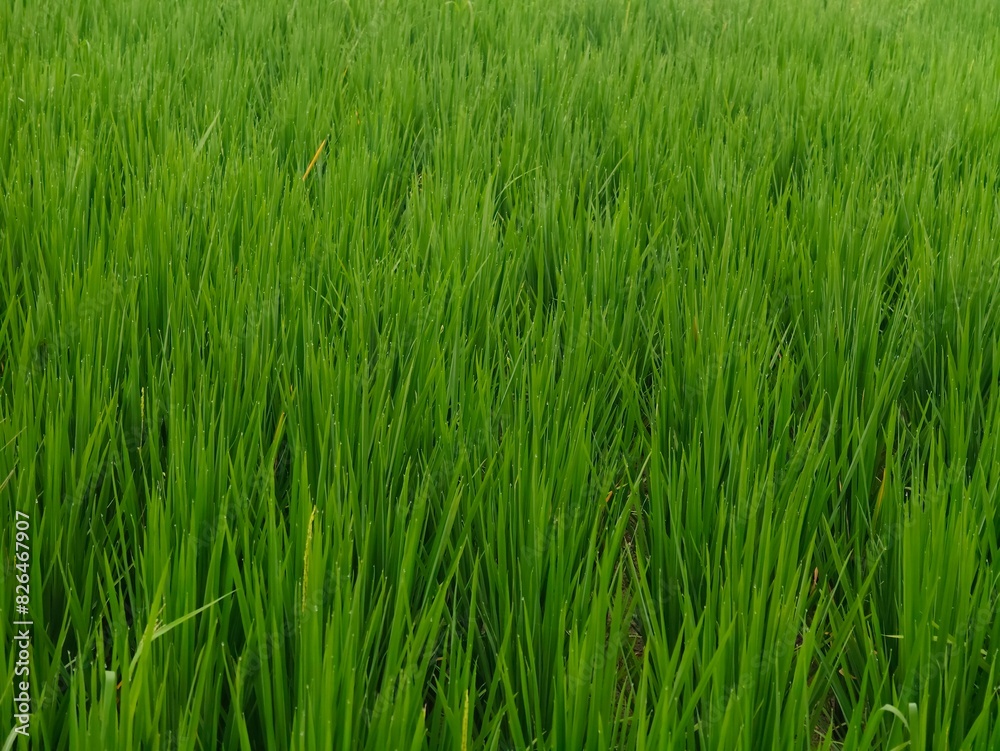 green rice field. agriculture background, sign and symbol. green rice field. agriculture background, sign and symbol.
