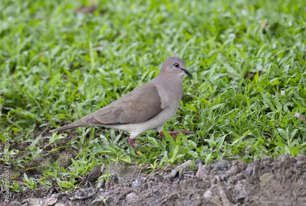 White-tipped Dove (Leptotila verreauxi)