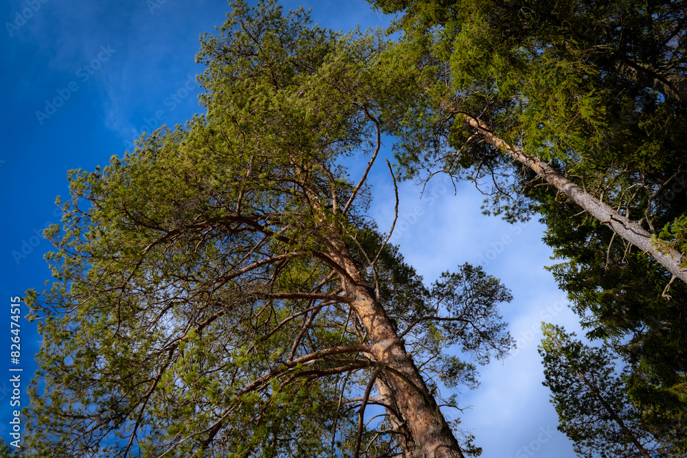 Fototapeta premium trees and sky