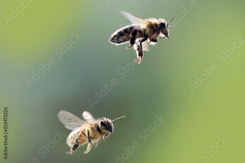 Honeybees swarming around Hummingbird feeder for unextpected food source