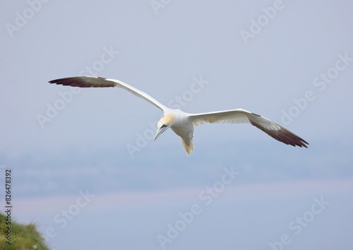 Gannet in flight coming in to land