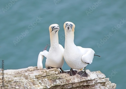 Gannets looking at camera