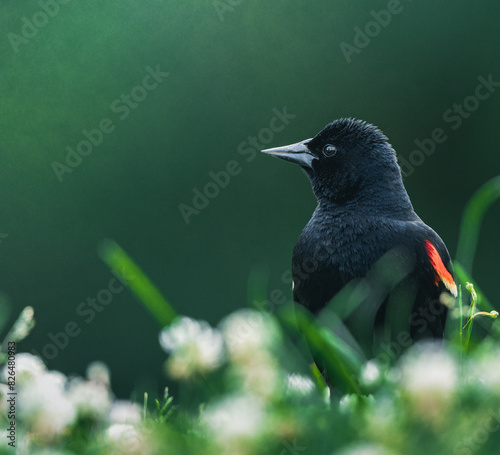 blackbird in the grass