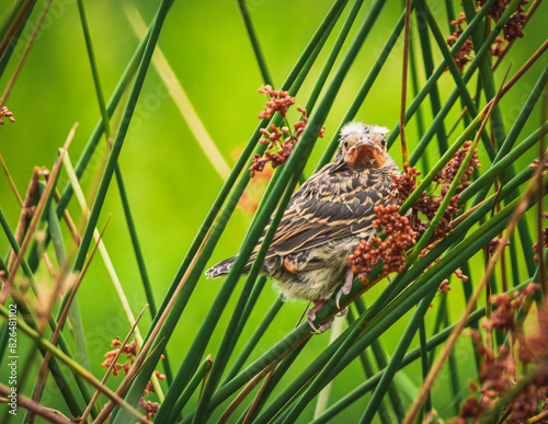 red-winged blackbird feeding baby