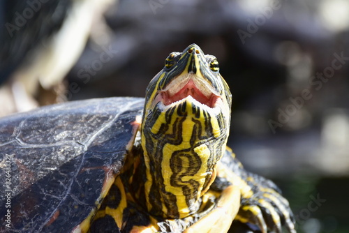 Fotografie invasion species of water terrapin Chelydra serpentina in Spain