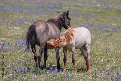 Wild Horse Mare and Foal in the Pryor Mountains Montana in Summer photo