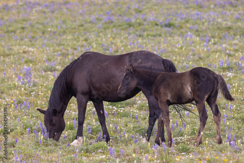 Wild Horse Mare and Foal in the Pryor Mountains Montana in Summer photo