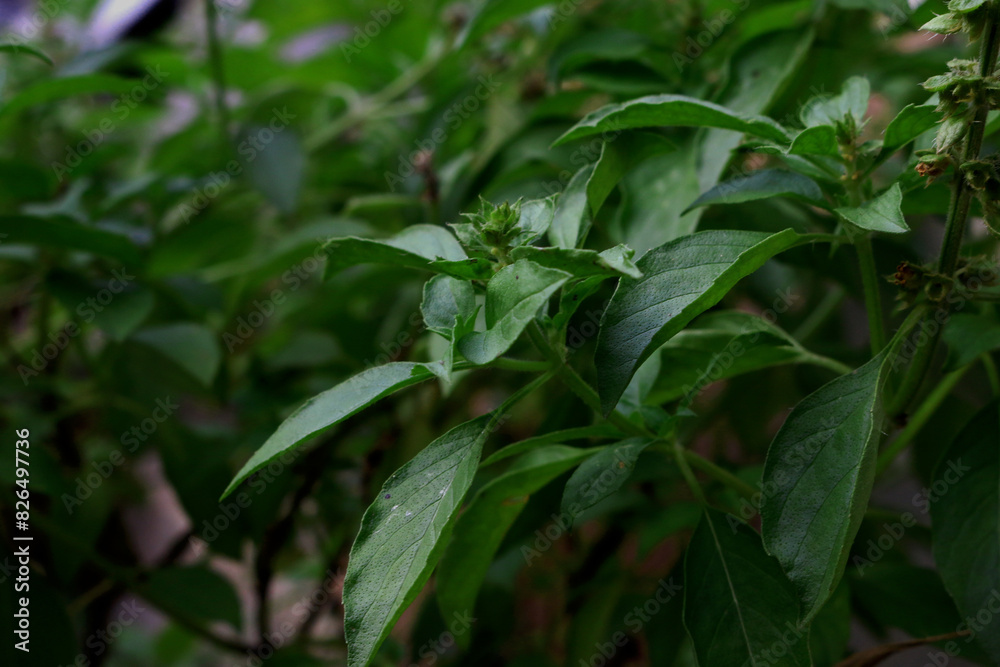 Ocimum basilicum plant in nature garden,sweet basil Ocimum basilicum plant in nature garden,sweet basil