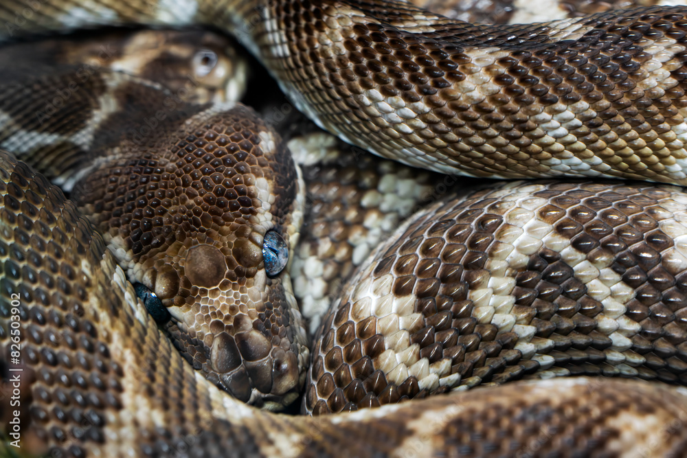 Rough-scaled Python - Morelia carinata, beautiful large-scaled python species from jungles and river banks, endemic to Australia. Rough-scaled Python - Morelia carinata, beautiful large-scaled python species from jungles and river banks, endemic to Australia.