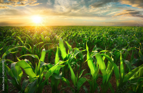 Agriculture shot of sunlit young corn plants on a fertile field at sunset. The warm light makes the translucent green leaves glow.