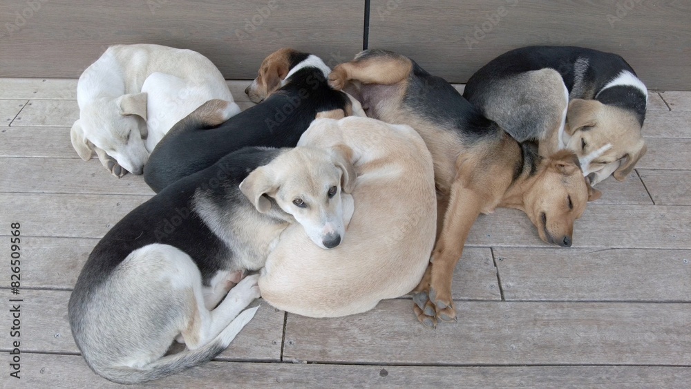 many dogs sleep close together, stray dogs live on the streets and form groups to protect themselves from the cold and enemies