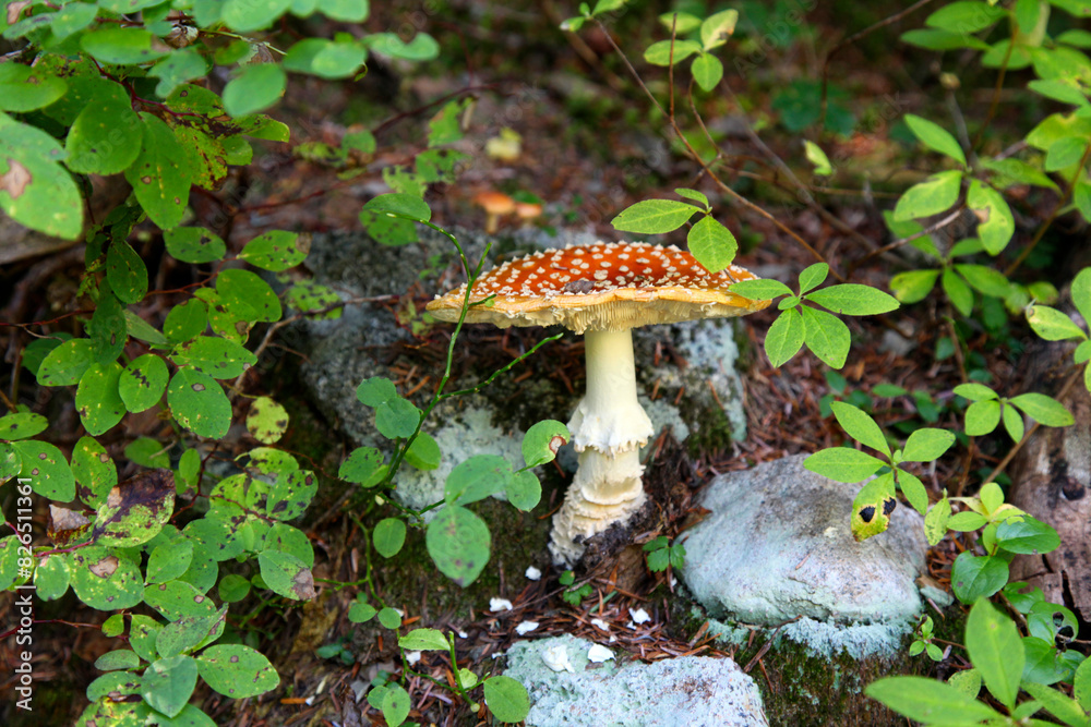 Fly agaric in the forest near Vancouver, Canadian nature Fly agaric in the forest near Vancouver, Canadian nature