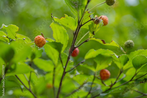 산딸나무 photo