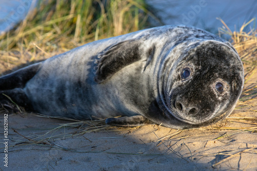 Atlantic Grey Seal in Norfolk, UK photo