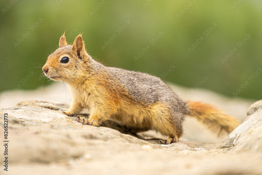 Close-Up of an Alert Squirrel on a Rock – Captivating Wildlife Photography Showcasing Natural Beauty and Curious Behavior Close-Up of an Alert Squirrel on a Rock – Captivating Wildlife Photography Showcasing Natural Beauty and Curious Behavior