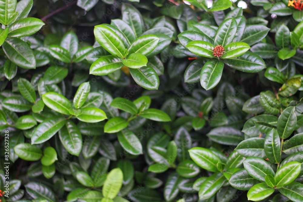 Ixora chinensis, commonly known as Chinese ixora, is a species of plant of the genus Ixora Ixora chinensis, commonly known as Chinese ixora, is a species of plant of the genus Ixora