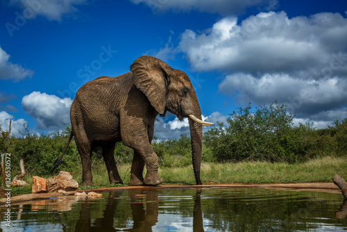 African bush elephant walking along waterhole in Kruger National park, South Africa ; Specie Loxodonta africana family of Elephantidae
