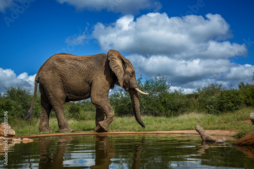 African bush elephant walking along waterhole in Kruger National park, South Africa ; Specie Loxodonta africana family of Elephantidae