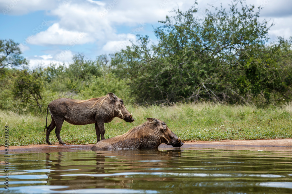 Fototapeta premium Two Common warthog bathing in waterhole in Kruger National park, South Africa ; Specie Phacochoerus africanus family of Suidae