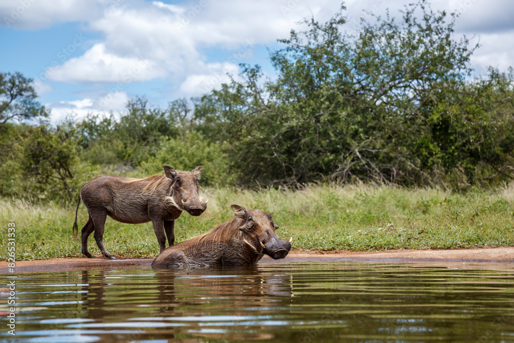 Fototapeta premium Two Common warthog bathing in waterhole in Kruger National park, South Africa ; Specie Phacochoerus africanus family of Suidae